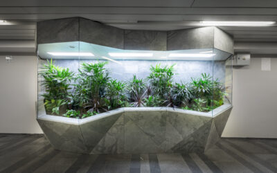 Posvítili jsme si na rostliny na Můstku – přirozené světlo pro rostliny uvnitř budov