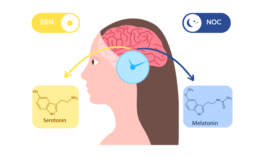 Jak souvisí serotonin, hormon štěstí, s cirkadiánními rytmy a jak si jeho hladinu přirozeně zvýšit